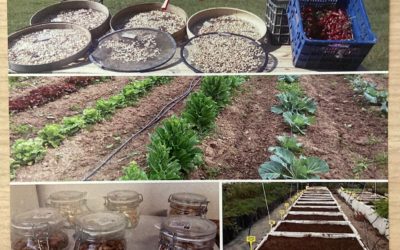 Campaña de recuperación de semillas de variedades locales de la provincia de Córdoba. Solicita gratis tus semillas.
