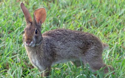 La Junta adopta medidas cinegéticas excepcionales por daños de conejos silvestres en Guadalcázar