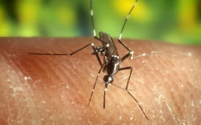 Guadalcázar en riesgo medio por el Virus del Nilo
